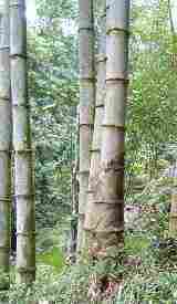 巨大な竹の林
