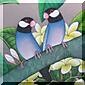 Gallery Paddybirds